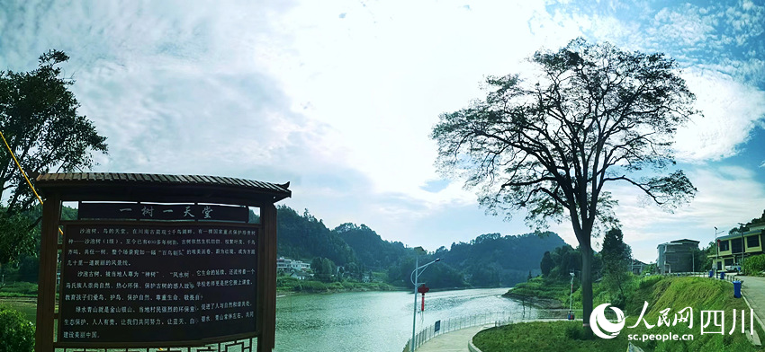 沙泡古树。黄其均摄